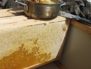rámky s medem po vytažení z úlu